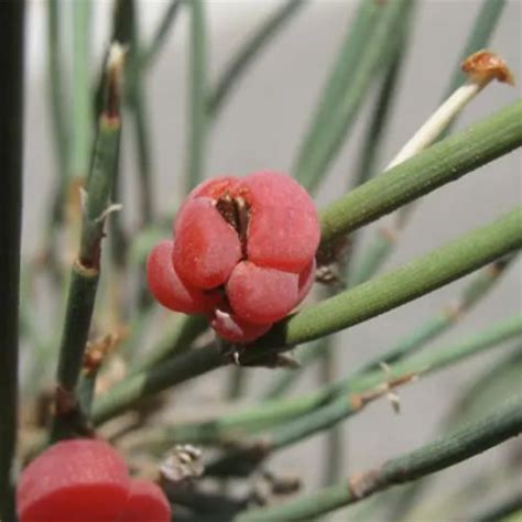 Ephedra Sinica And Ma Huang Seeds Heyou Seeds