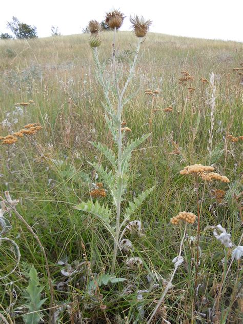 Cirsium Flodmanii Flodmans Thistle Cirsium Flodmanii Co Flickr