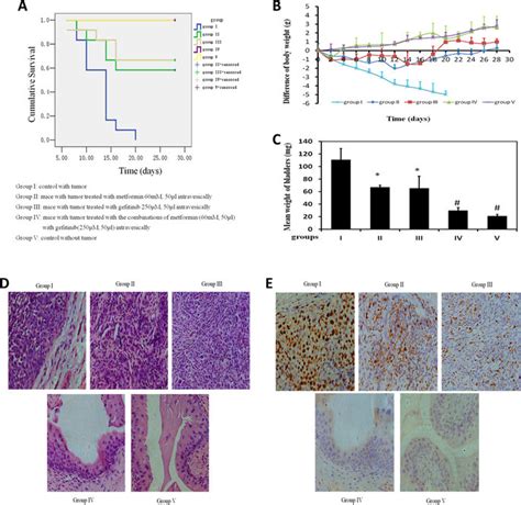 Bladders Of Female C57 BL6 Mice Were Orthotopically Implanted With MB49