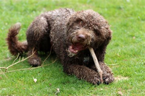 Les chiens frisés ou bouclés particularités plus belles races