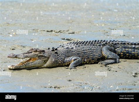 Estuarine Crocodile Or Saltwater Crocodile Crocodylus Porosus Sunning