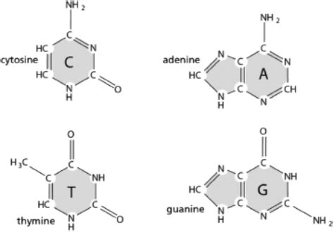 The Structures of the Four Bases in DNA are Given | Biology+