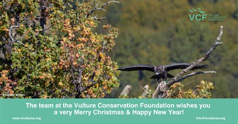 Vulture conservation achievements 2021 - Vulture Conservation Foundation