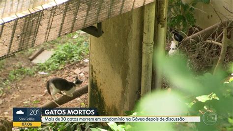 Polícia investiga morte de mais de 30 gatos em condomínio no Rio Rio