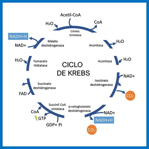 Juegos de Ciencias Juego de Apréndete el Ciclo de Krebs Cerebriti