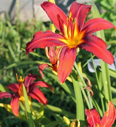 Kentucky Daylily Fans Crimson Pirate