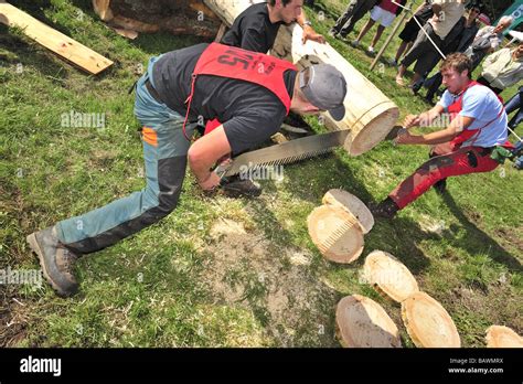 Loggers Using A Two Man Crosscut Saw In A Logging Competition Sawing