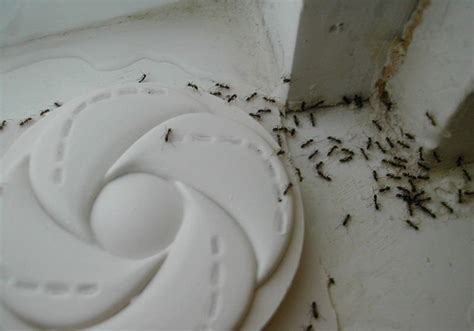 Natural Ant Killer - Borax Ant Killer