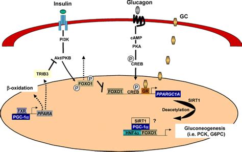 Pgc A Potent Transcriptional Cofactor Involved In The Pathogenesis