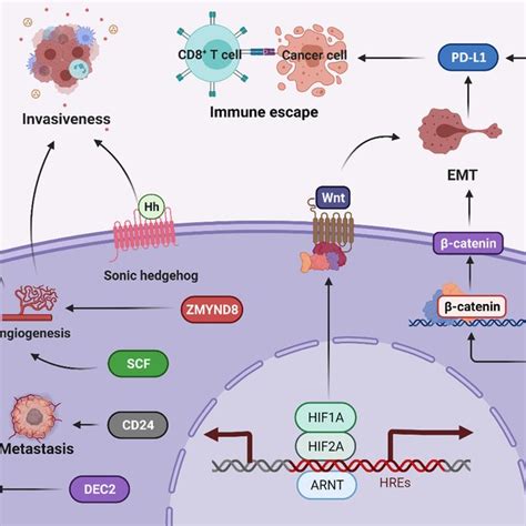 Il Treated Ec Cells Inhibited The Immune Function Of T Cells Through