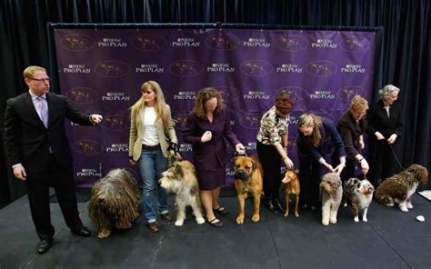 Meet the 7 New Westminster Dog Show Breeds - Parade