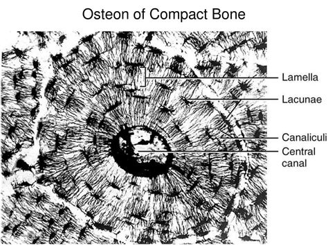 Osteon In Compact Bone