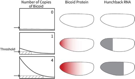 Bicoid gradient: concentration dependent positional information ...