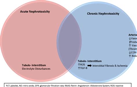 Figure From Pathophysiology And Treatment Of Calcineurin Inhibitor