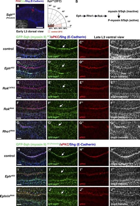 Eph Controls Spindle Orientation By Regulating Myosin Ii A A