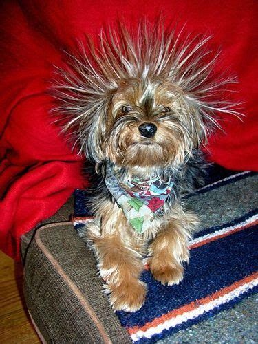 Having A Bad Hair Day Yorkie Cute Puppies Yorkie Dogs