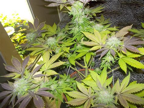 White Widow Pyramid Seeds Cannabis Strain Gallery