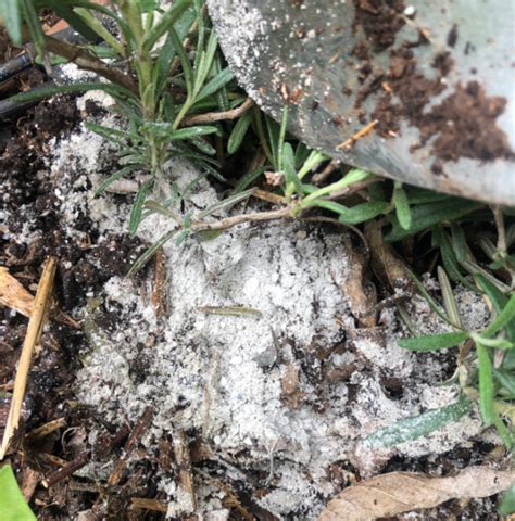 How Do You Crush Oyster Shells For A Garden