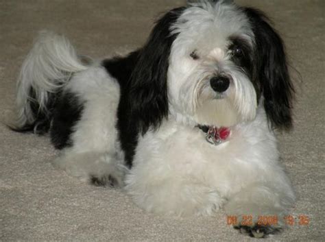 Havanese Puppies Rescue Ready for Adoption