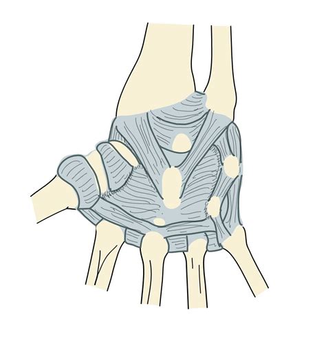 Joints of hand - e-Anatomy - IMAIOS