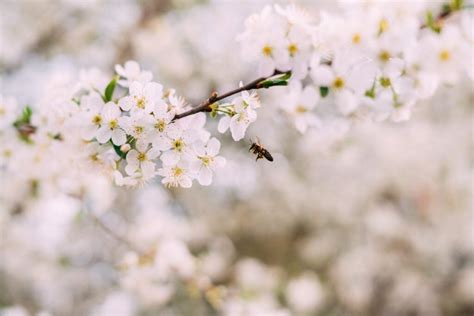 Complete Guide To Apple Tree Pollination - Minneopa Orchards