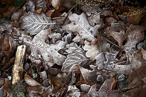 Hoarfrost Winter Frost - Free photo on Pixabay - Pixabay