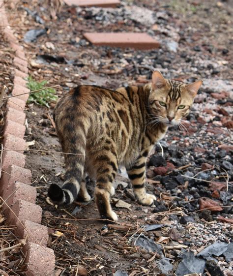 Gotta Be Wild Bengals added a new... - Gotta Be Wild Bengals
