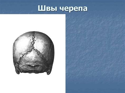 Череп, общий обзор конструкции. Развитие черепа в фило- и онтогенезе ...