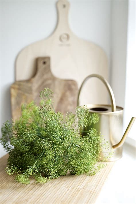 How to Prune Dill — Meadowlark Journal