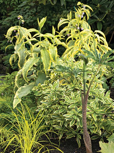 A Deer-Proof Garden Design for Dry Shade - Fine Gardening