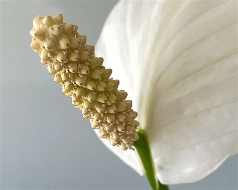 Spathiphyllum Wallisii Gardensonline