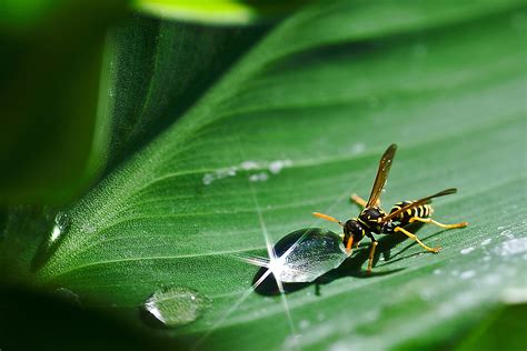 macro photography