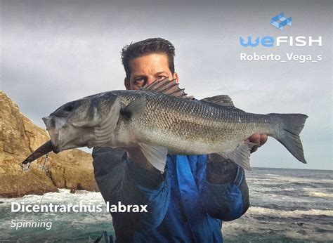 C Mo Pescar Lubinas La Mejor Gu A Wefish Tu App De Pesca