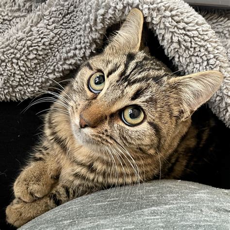 Jules – Feral Feline Friends of East Tennessee