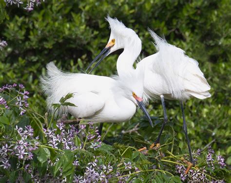 Egrets | San Diego Bird Spot