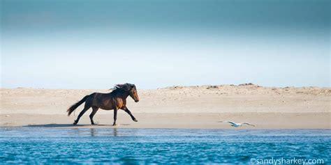 Canada Wild: A Look At Canada's Beautiful Wild Horses