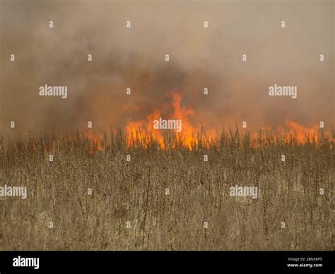 Deadly Forest Fire Fotograf As E Im Genes De Alta Resoluci N Alamy