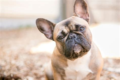 The Cream French Bulldog – One Of The Rarest And Cutest Of This Breed