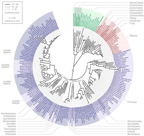 El Rbol Taxon Mico De La Vida Ciencias Y Cosas