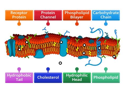 Phospholipid Bilayer Diagram - Labelled diagram