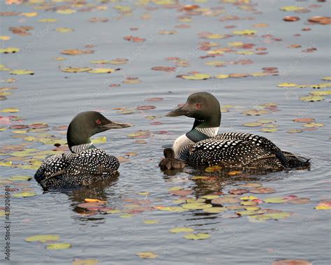 Common Loon Photo Parents And Baby Loon Swimming With Water Lily Pads