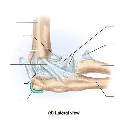 Elbow Joint Diagram Quizlet