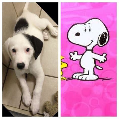 Real Snoopy