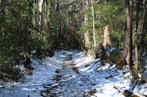 Abbey Nature Preserve | Pender County, NC