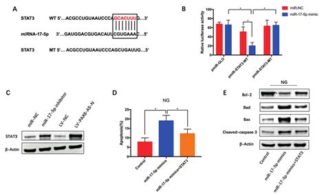 Mir 17 5p Inhibited Stat3 Expression By Direct Interaction A