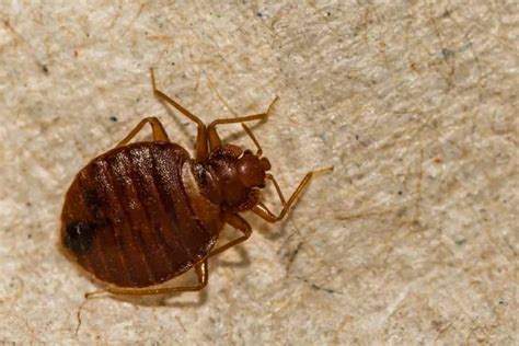 Why Do Bed Bugs Come Back After Extermination Pestcontroloshawaca