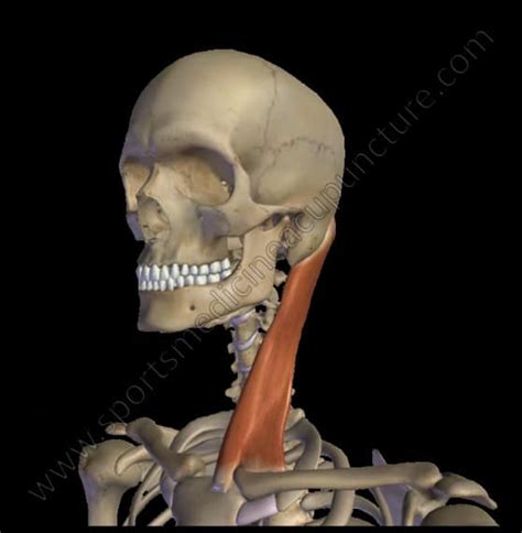 The Sternocleidomastoid Muscle & Its Channel Relationships