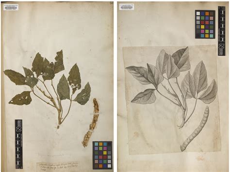 Cowpeas and the African Diaspora, Part Three: Can Herbarium Specimens ...