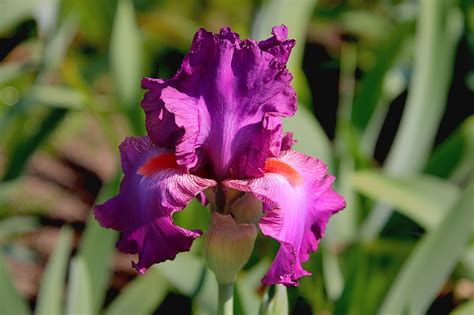 Iris Flowers Plants Color - Free photo on Pixabay