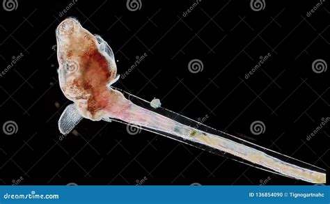 Sea Butterfly Mollusk Clion Limacina In Marine Under Microscope Stock Photo Image Of Naked